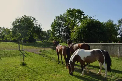 a group of horses grazing in a field at Farm Stay Zevnik in Brežice