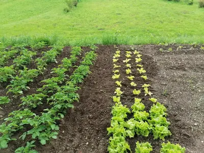 a row of lettuce plants in a field at Apartment House Andrej in Bohinj