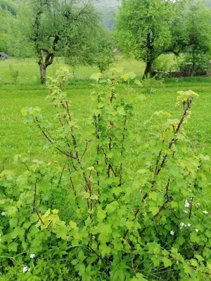 a green plant in a field with trees at Apartment House Andrej in Bohinj