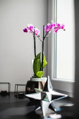 a table with a vase with flowers and two stars at Hanna's suite with free parking in Ljubljana