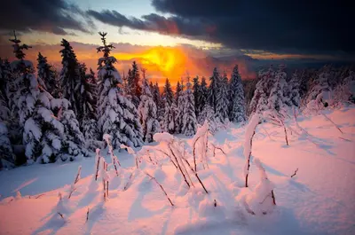 a snow covered forest with a sunset in the background at Apartmajsko naselje Ribniško Pohorje in Ribnica na Pohorju