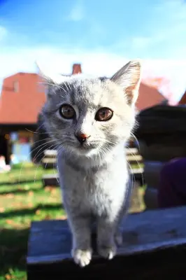 a gray and white cat standing on a table at Apartmajsko naselje Ribniško Pohorje in Ribnica na Pohorju
