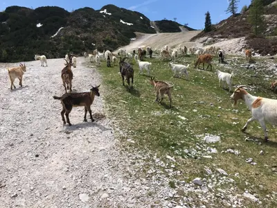 a herd of goats walking down a dirt road at Apartma NEVA in Bohinj