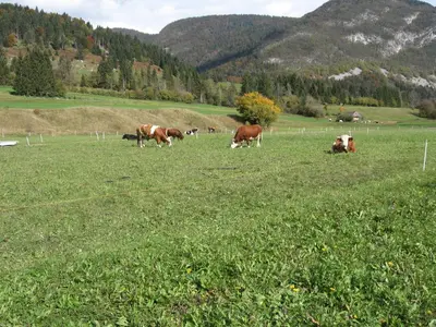 a herd of cows grazing in a field of grass at Apartma NEVA in Bohinj