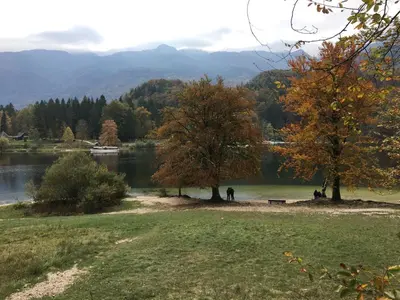 a view of a lake with two trees in the grass at Apartma NEVA in Bohinj