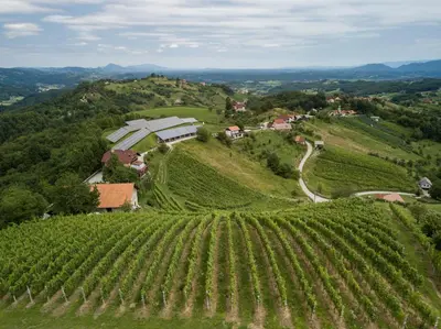 an aerial view of a vineyard on a hill at Apartment Velbana Gorca in Virštanj