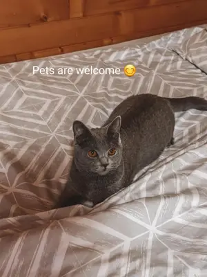 a gray cat laying on a bed at Apartment HM in Gozd Martuljek