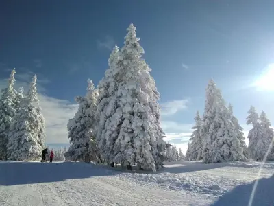 a group of christmas trees covered in snow at Apartment Sara in Vitanje