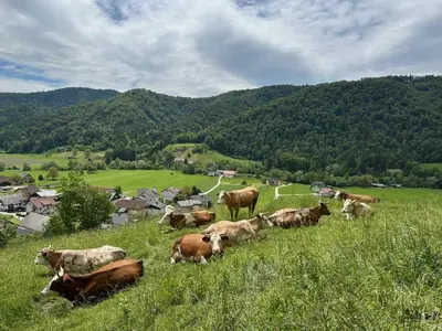 a herd of cows laying in a field of grass at Apartmaji Hribar Pr'Ostank in Kamnik