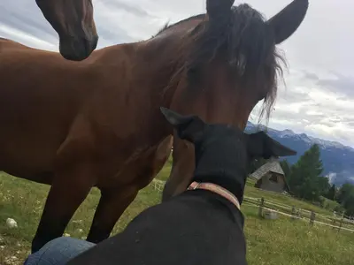 a black dog looking at a brown horse at Učni ranč Bohinj, Boutique Horse-Friendly Retreat in Bohinj
