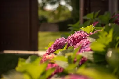 a bunch of pink flowers in a garden at Tmbin's barn - nature, horses, family in Sežana