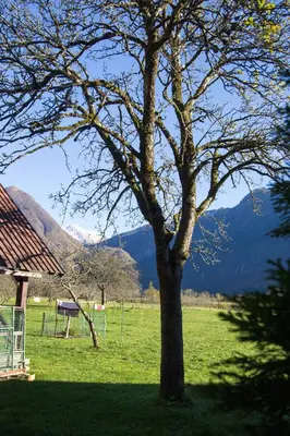 a tree in a field with mountains in the background at Apartment Mavrica in Bovec