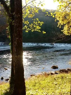 a view of a river with a tree and water at Bed&Breakfast Zilje in Vinica