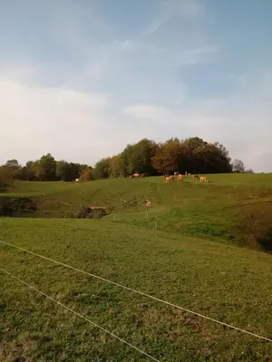 a group of horses in a field behind a fence at Bed&Breakfast Zilje in Vinica
