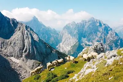 a herd of sheep grazing on a mountain at Apartma Manca in Kranjska Gora