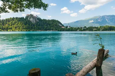 a duck swimming in a lake with a mountain at Apartment Emona Bled 4 in Bled
