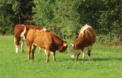 two brown and white cows grazing in a field at 2 Bedroom Stunning Home In Luce in Luče