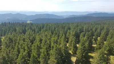 an aerial view of a forest of trees at Rogla app Jerebika 11 in Zreče