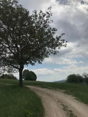 a tree on the side of a dirt road at Romantic Cottage House in Žužemberk