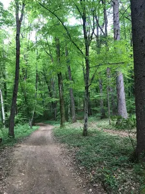 a dirt road in a forest with trees at Romantic Cottage House in Žužemberk