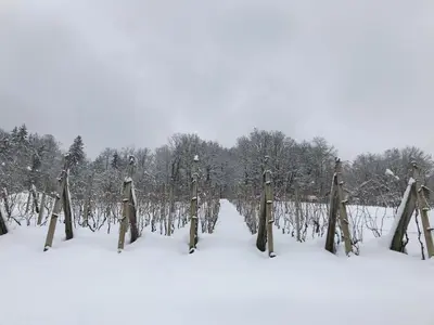 a field covered in snow with trees in the background at Romantic Cottage House in Žužemberk