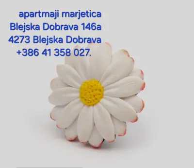 a white daisy with a yellow center at apartma Marjetica in Blejska Dobrava