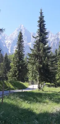 a road with two pine trees and a mountain at Nigritella in Kranjska Gora