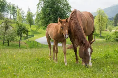 two horses grazing in a field of grass at Ranch Marina in Koče