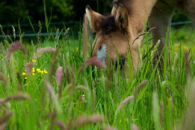 a dog is eating grass in a field at Ranch Marina in Koče