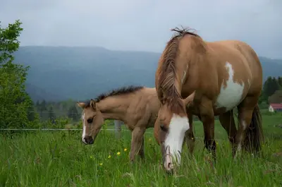 two horses grazing in a field of grass at Ranch Marina in Koče