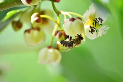 a close up of a flower with a bee on it at Sleeping with the bees Kozjak in Kobarid