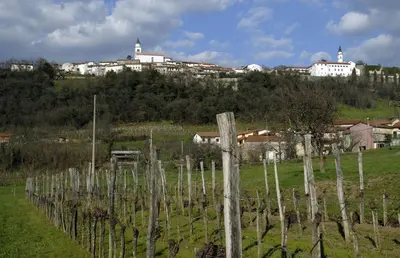 a bunch of vineyards in a field with a city in the background at Apartma in soba Vipavski Križ in Ajdovščina