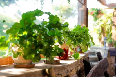 two potted plants sitting on a table in a window at Tourist Farm Firbas in Cerkvenjak