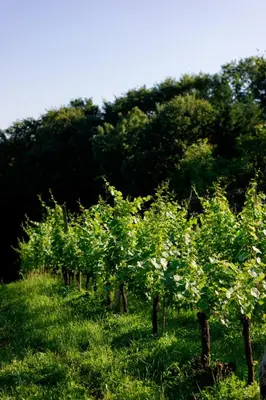a row of green trees in a field of grass at Tourist Farm Firbas in Cerkvenjak
