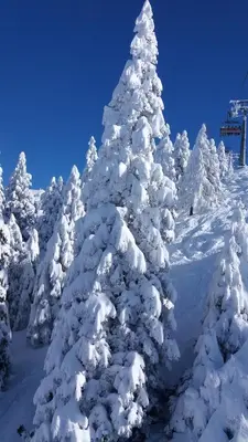 a snow covered christmas tree on a ski lift at Apartment Crystal Rose in Kranjska Gora