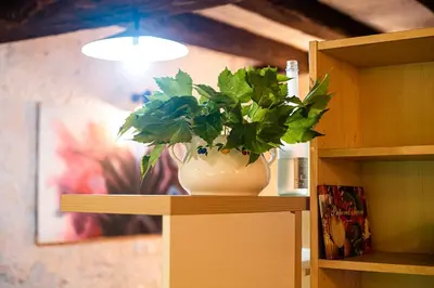 a plant in a white vase sitting on a shelf at Vintage House Podliparska in Fara
