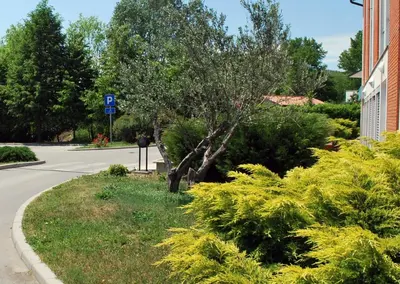 a tree on the side of a street at Bed and Breakfast Kogoj in Nova Gorica