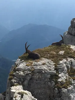 two animals laying on top of a mountain at Snežak (Snowman) in Bohinj