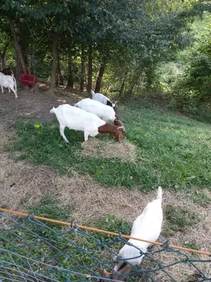 a group of animals grazing in the grass at SOSTANJ VELENJE RAVNE SOBE ROOMS Vrtacnik d o o in Šoštanj