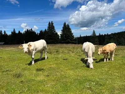 three cows are grazing in a field of grass at Chalet Klara in Resnik