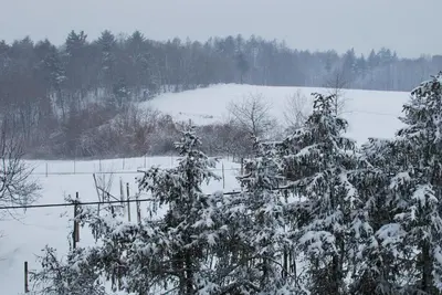a snow covered tree in a field with a fence at Farm Stay Bogša in Ormoz