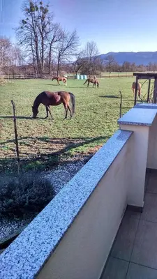 a horse grazing in a field with horses in the background at Apartment Tiara 2 in Rodine