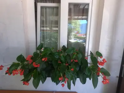 a window sill with a plant with red flowers at Fontana in Bovec