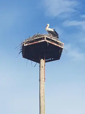 a bird sitting on top of a pole at Apartment Velcom in Moravske Toplice