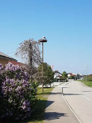 a street with purple flowers on the side of a road at Apartment Velcom in Moravske Toplice