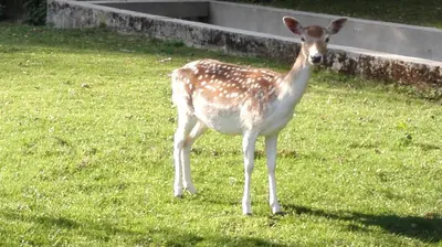 a deer standing in the grass in a field at Domačija Bubec in Ilirska Bistrica