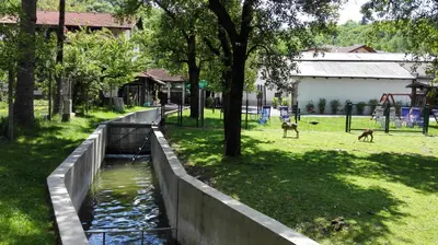 two dogs are walking around a canal in a park at Domačija Bubec in Ilirska Bistrica