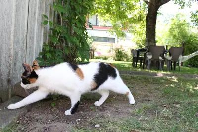 a cat laying on the ground next to a fence at Guesthouse GreenSLO in Ljubljana