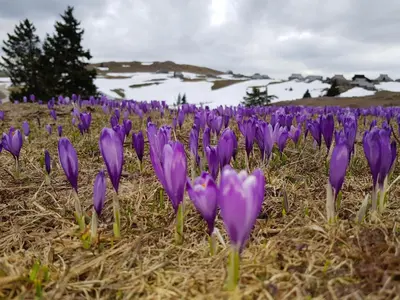 a bunch of purple flowers in a field at Chalet Gorenjka - Velika planina in Stahovica
