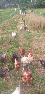 a group of chickens standing in a field at Apartma Metka Leše Tržič in Leše
